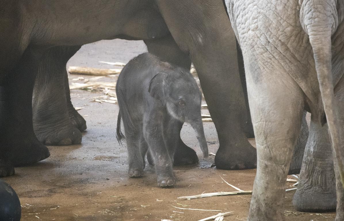 Elefantenkuh "Maha Kumari" hat heute Nacht ein Jungtier zur Welt gebracht. - copyright: Werner Scheurer