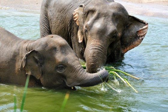 Wissenswertes über Elefanten - copyright: Rolf Schlosser
