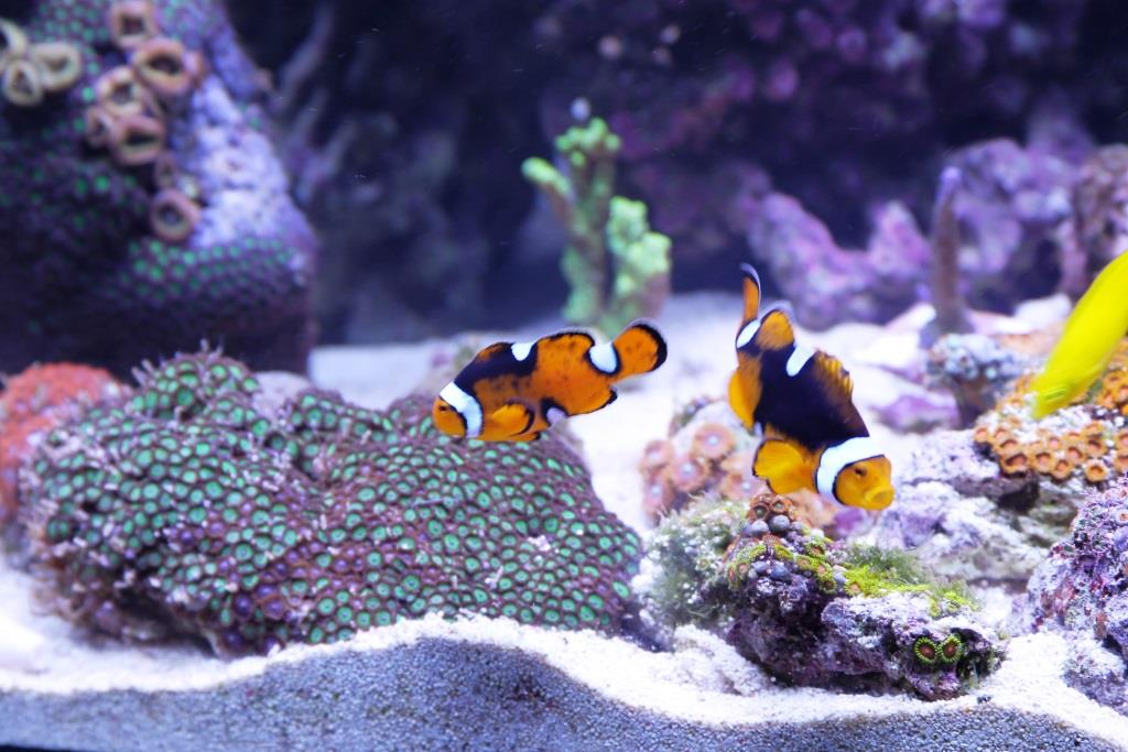 Hobby Aquaristik – oder wie man zu Hause auch entspannen kann - copyright: pixabay.com