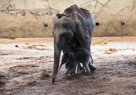 Der kleine Elefant wurde auf den Namen Moma getauft. - copyright: Werner Scheuerer