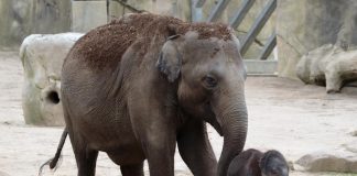 Nachwuchs bei den Elefanten im Kölner Zoo: "Marlar" hat einen kleinen Bullen geboren - Mit Live-Stream und vielen Bildern! - copyright: Werner Scheurer