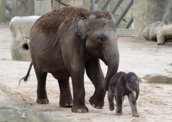 Nachwuchs bei den Elefanten im Kölner Zoo: Marlar hat einen kleinen Bullen geboren! - copyright: Werner Scheurer