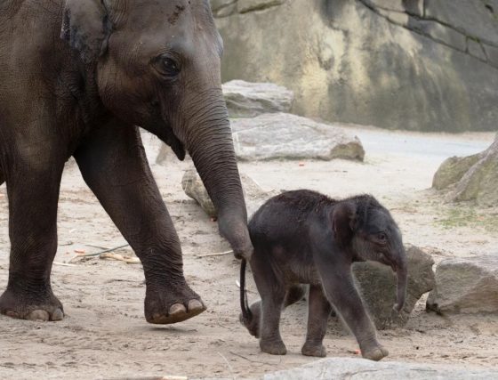 Die Asiatischen Elefanten im Kölner Zoo werden im sogenannten geschützten Kontakt gehalten. - copyright: Werner Scheurer