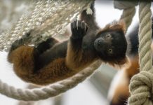 Süße kleine Affenbande: Drei Varis im Kölner Zoo geboren - copyright: Werner Scheurer
