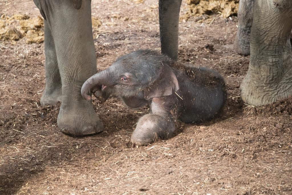 „Kitai“ ist das zehnte Elefantenbaby, das im Kölner Zoo geboren wurde. - copyright: Werner Scheurer