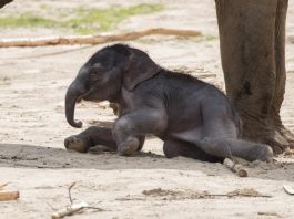 Der kleine Elefant heißt "Kitai", was übersetzt so viel wie "Hoffungsvoller Herrscher" bedeutet. - copyright: Werner Scheurer
