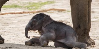 Der kleine Elefant heißt "Kitai", was übersetzt so viel wie "Hoffungsvoller Herrscher" bedeutet. - copyright: Werner Scheurer