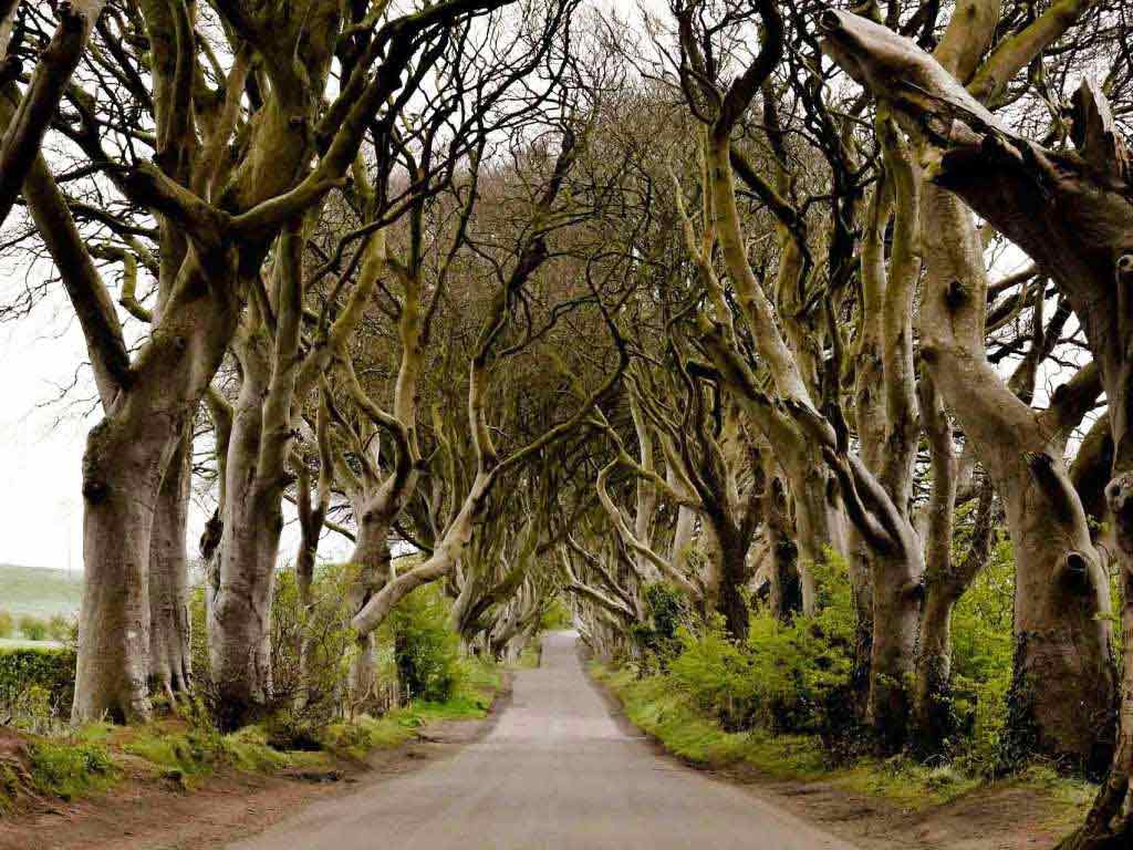 Eine der bekanntesten Game of Thrones-Kulissen ist die Allee "The Dark Hedges" in der Nähe der nordirischen Stadt Ballymoney. Sie stellt in der Serie die "Kings Road" dar. copyright: pixabay.com