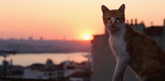 Kino aus der Katzen-Perspektive: "KEDI – Von Katzen und Menschen" - Mit großem CityNEWS-Gewinnspiel! - copyright: Weltkino Filmverleih