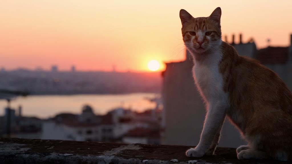 Kino aus der Katzen-Perspektive: "KEDI – Von Katzen und Menschen" - Mit großem CityNEWS-Gewinnspiel! - copyright: Weltkino Filmverleih