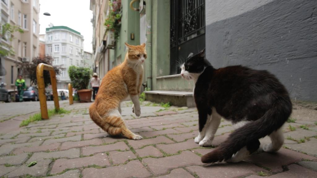 Mit Katzen-Kameras ganz nah auf Großstadt-Safari - copyright: Weltkino Verleih