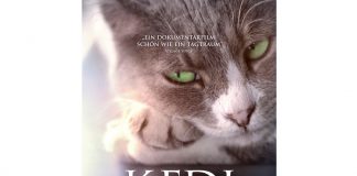 Pünktlich zum Weltkatzentag am 8. August 2017 wollen die samtpfotigen Streuner auch die Herzen der deutschen Kinozuschauer im Film "KEDI – Von Katzen und Menschen" erobern. - copyright: Weltkino Verleih