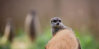 Beim Kölner Zootag gibt es viel zu Entdecken - copyright: CityNEWS / Alex Weis