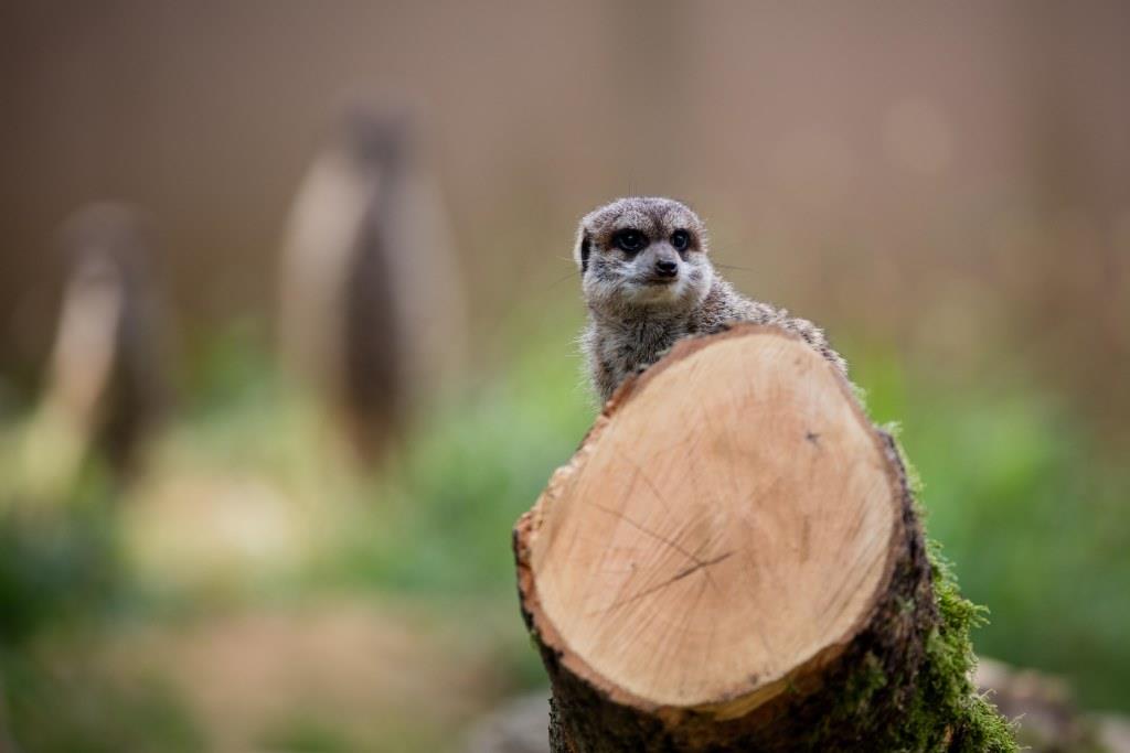 Beim Kölner Zootag gibt es viel zu Entdecken - copyright: CityNEWS / Alex Weis