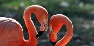 CityNEWS verlost eine Tour d´ Amour für ein verliebtes Pärchen am Valentinstag copyright: Kölner Zoo