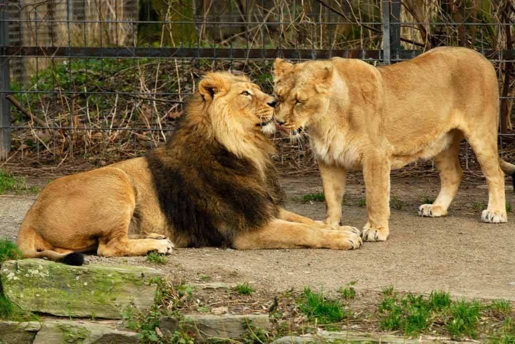 Im Kölner Zoo geht es tierisch verliebt zu. copyright: Kölner Zoo