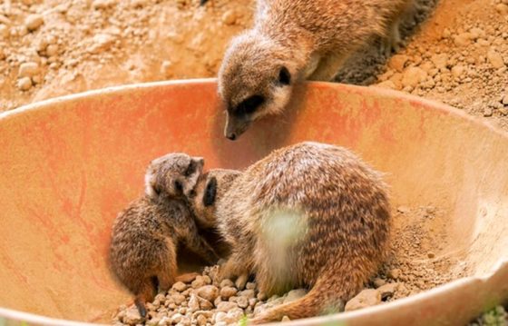 Die gesellige und tagaktive Mangustenart der Erdmännchen lebt in großen Familienclans. copyright: Kölner Zoo / Werner Scheurer