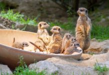 Vier Erdmännchen sorgen für Wirbel im Kölner Zoo copyright: Kölner Zoo / Werner Scheurer