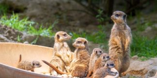 Vier Erdmännchen sorgen für Wirbel im Kölner Zoo copyright: Kölner Zoo / Werner Scheurer