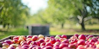 Lokale Bauernhöfe: Obst und ­Gemüse aus Köln und der Region copyright: pixabay.com