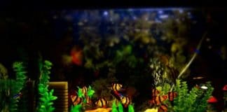 Gewinnspiel für Aquarium-Fans: Tauchen Sie mit CityNEWS in das Hobby Aquaristik ein copyright: pixabay.com