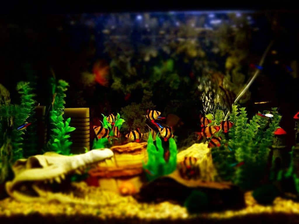 Gewinnspiel für Aquarium-Fans: Tauchen Sie mit CityNEWS in das Hobby Aquaristik ein copyright: pixabay.com