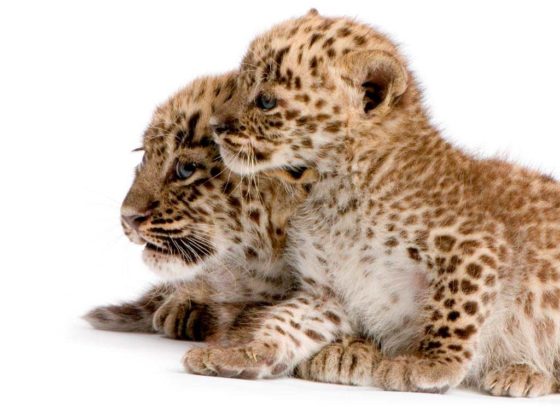 Persische Leoparden sind stark gefährdet. copyright: Envato / Lifeonwhite