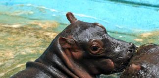 Flusspferde sind hochbedroht – Zoos engagieren sich für den Erhalt copyright: Kölner Zoo