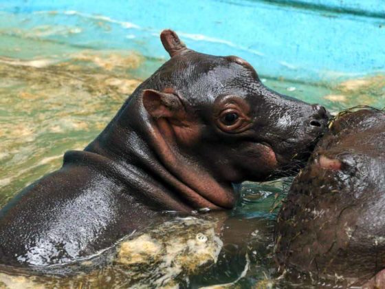 Flusspferde sind hochbedroht – Zoos engagieren sich für den Erhalt copyright: Kölner Zoo