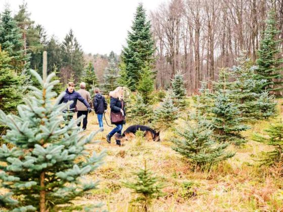 Am 3. Adventswochenende darf man sich Weihnachtsbäume selbst aussuchen und schlagen. copyright: Beller Hof