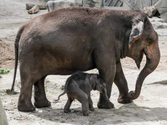 Die 25-jährige "Shu Thu Zar", brachte diese Nacht das weibliche Elefanten-Kalb in Köln zur Welt. copyright: Kölner Zoo / Werner Scheurer
