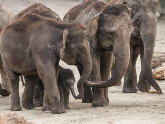 Die Elefantenherde im Kölner Tierpark hat sich mit dem Nachwuchs nun auf 14 Tiere vergrößert. copyright: KölnerZoo / Werner Scheurer