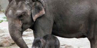 Im Kölner Zoo hat es Nachwuchs bei den Elefanten gegeben. copyright: Kölner Zoo / Werner Scheurer
