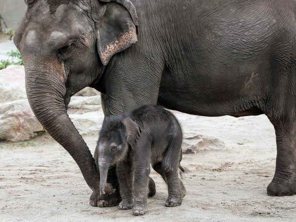 Im Kölner Zoo hat es Nachwuchs bei den Elefanten gegeben. copyright: Kölner Zoo / Werner Scheurer