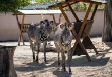 Auf Streife(n): Neue Grévy-Zebra-Anlage im Kölner Zoo