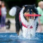 Am Sonntag, 18. September 2022, können die "besten Freunde des Menschen" das Kölner Stadionfreibad beim 8. Hundeschwimmen entdecken.
