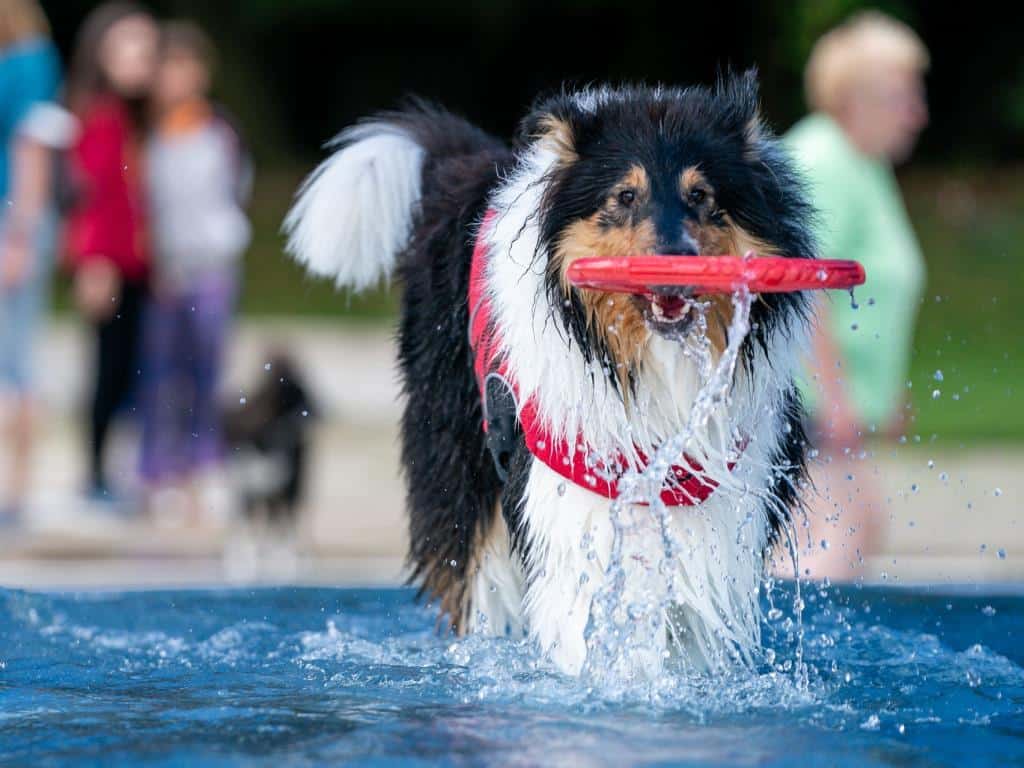 Am Sonntag, 18. September 2022, können die "besten Freunde des Menschen" das Kölner Stadionfreibad beim 8. Hundeschwimmen entdecken.
