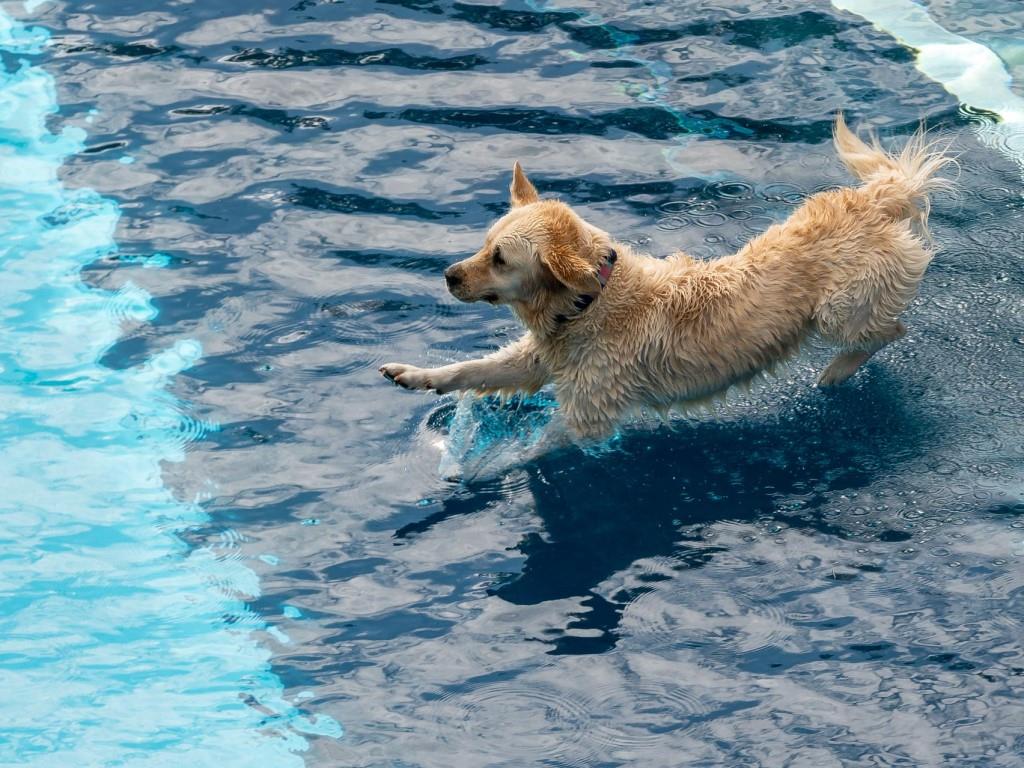 Ausgiebiges Planschen und Spielen steht beim Hundeschwimmen für die Vierbeiner im Fokus.