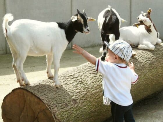 Im Kontaktbereich des im Park befindlichen Brückenkopf-Zoos können Kinder mit den Ziegen auf Tuchfühlung gehen.