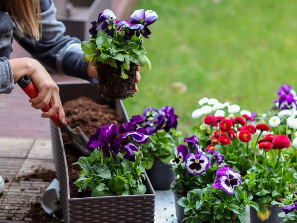 Ab Anfang März kann man bereits mit dem Säen und Einpflanzen von Blumen und Gemüse beginnen.