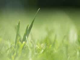 Der Rasen sollte gründlich von Laub befreit und nach dem letzten Frost gemäht und gedüngt werden.