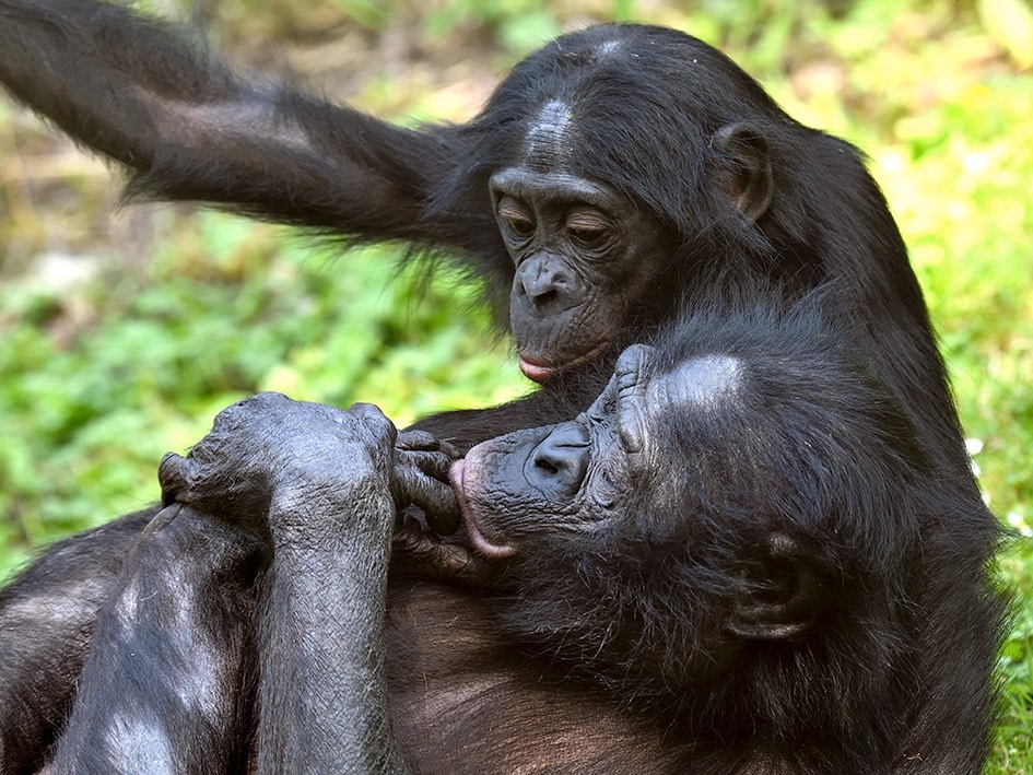 Bonobos: Hier herrscht Sie!