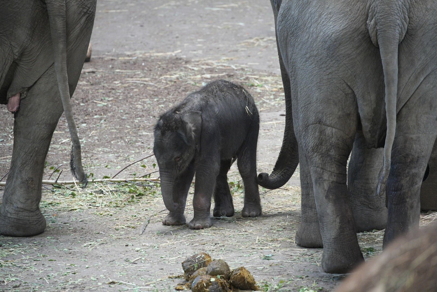 Am 13. Juni 2023 war es also das 13. Mal, dass in Köln ein Elefant geboren wurde.