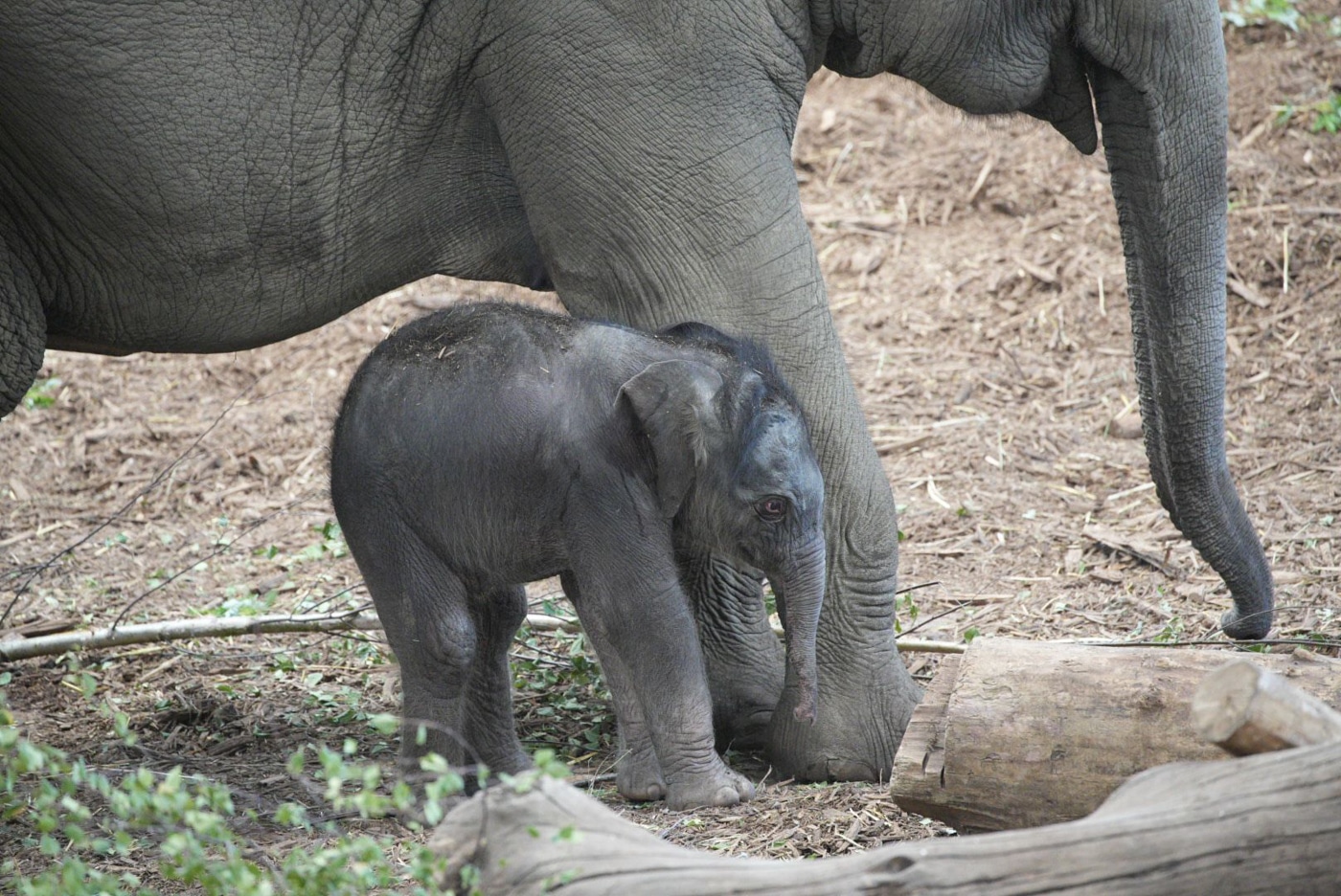 Bei den Asiatischen Elefanten wurde ein noch namenloses Jungtier geboren.