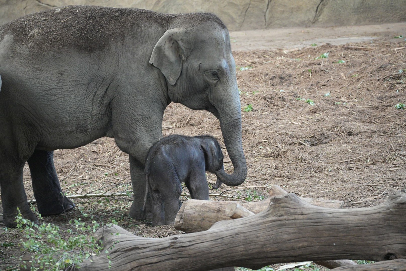 Asiatische Elefanten sind in der Wildnis stark bedroht.