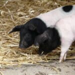 Sieben Schwäbisch-Hällische Schweine mischen den Kölner Zoo auf