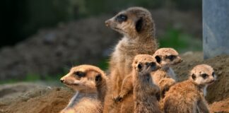 Wuseliger Erdmännchen-Nachwuchs im Kölner Zoo